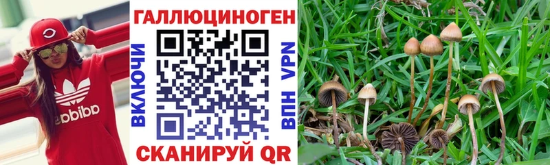 Псилоцибиновые грибы мицелий  Алексин 